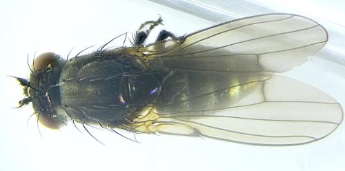 Réf. 329 838 : Setacera micans